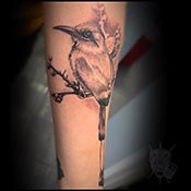 bird in black and grey on arm tattoo